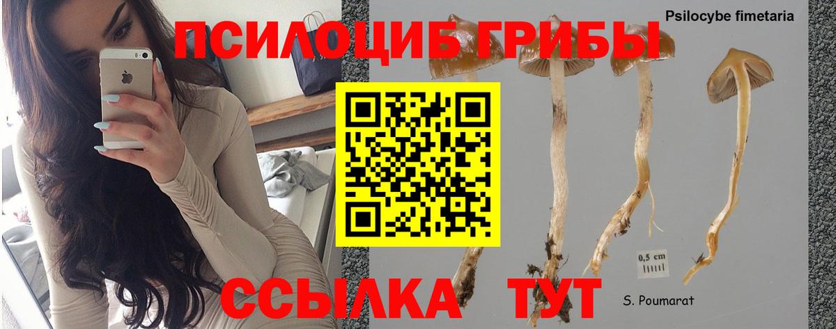 Калининград  Псилоцибиновые грибы Magic Shrooms  Псилоцибиновые грибы Psilocybine cubensis  Вход с VPN 